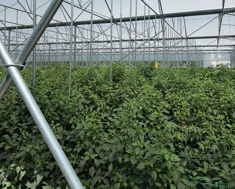 სათბურში დარგული მცენარე - pomido pomido - სათბური (satburi) დარგული მცენარე