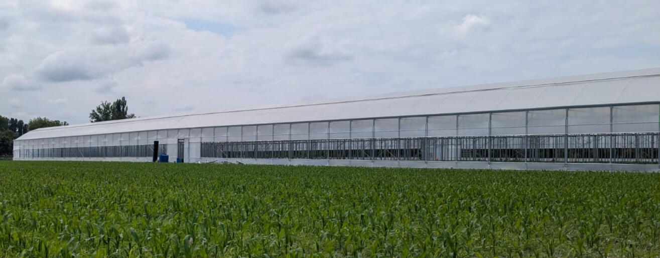 POMIDO - გალვანიზირებული სათბურის (satburi) მშენებლობა ფირი კონსტრუქცია დასრულებული POMIDO - გალვანიზირებული სათბურის (satburi) მშენებლობა ფირი კონსტრუქცია დასრულებული