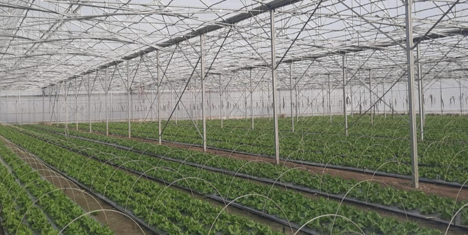 სათბური დარგული სალათა - pomido სათბურში დარგული სალათა - pomido