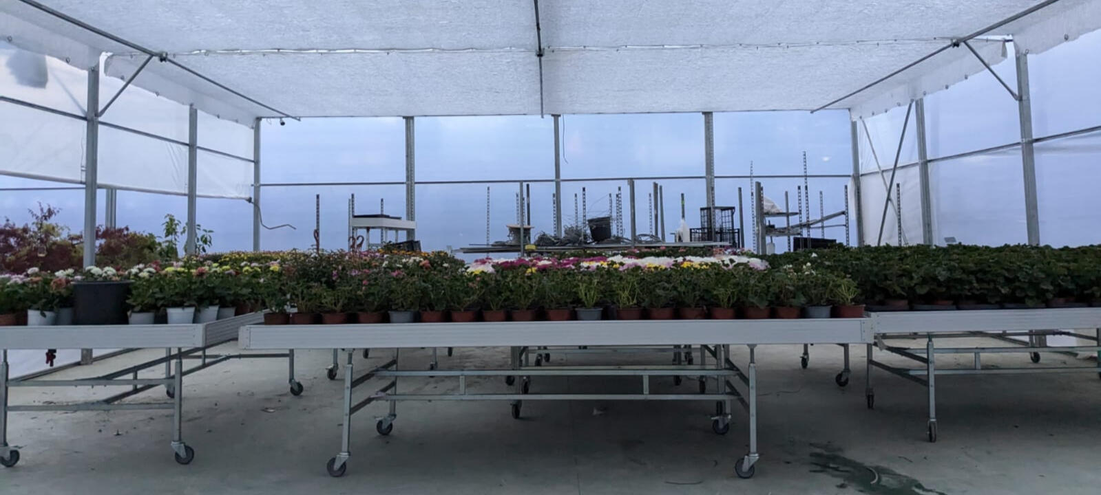 POMIDO - ყვავილების სათბური თანამედროვე ფარდით და მოძრავი მაგიდებით ყვავილების სათბური სპეციალური გადაადგილებადი მაგიდებითა და ფარდით POMIDO