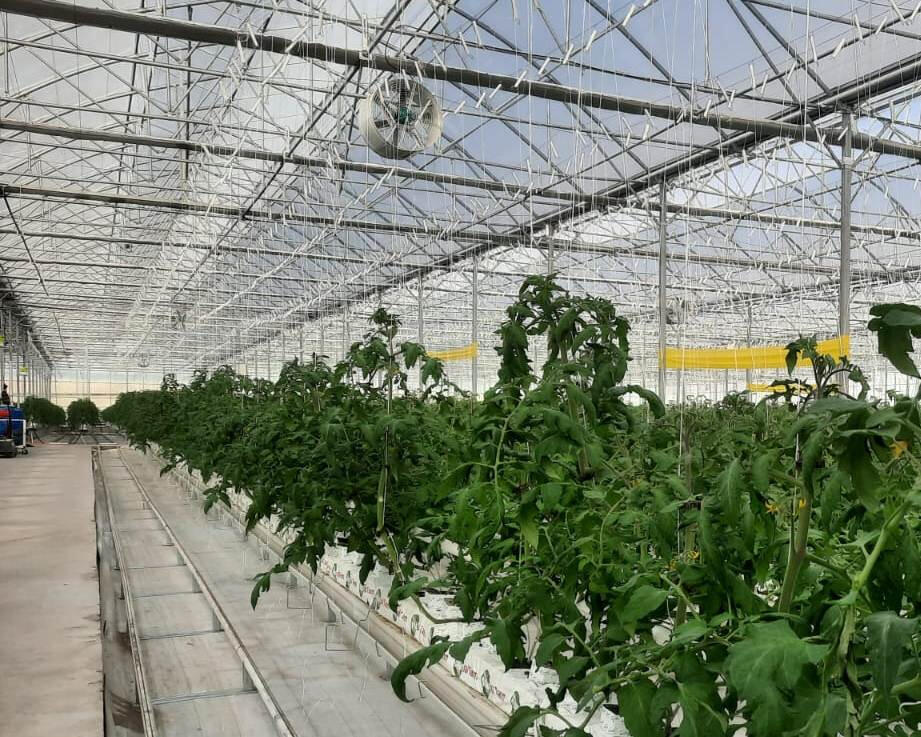 სათბურის შიდა ნაწილი: კონსტრუქცია, ვინტილატორი და დარგული პომიდორი POMIDO POMIDO - სათბურის შიდა სივრცე, კონსტრუქცია, ვენტილატორი და დარგული პომიდორი სუბტრატში