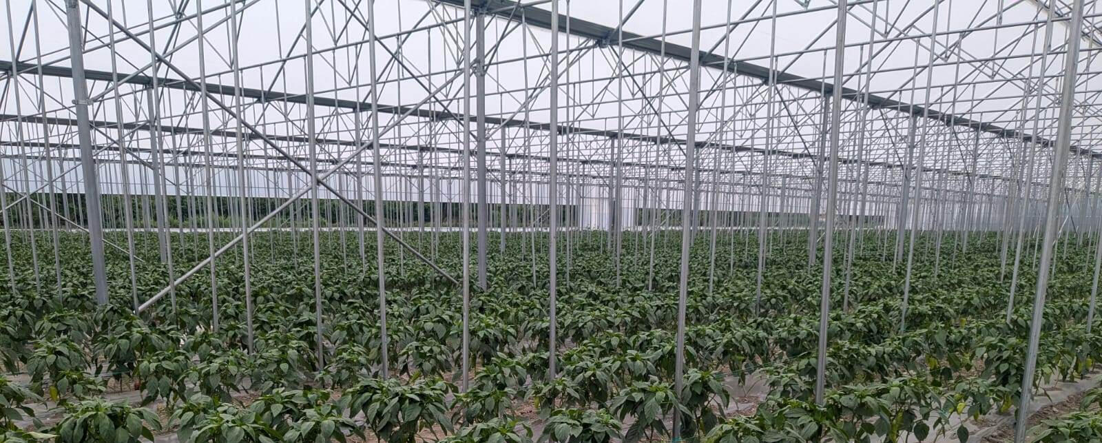 POMIDO - სათბურის კონსტრუქცია დარგული მცენარეებით POMIDO სათბურში დარგული მცენარეები და ქარხნული კონსტრუქცია